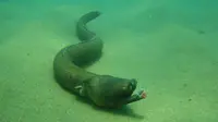 Ilustrasi Aplatophis chauliodus (Fangtooth snake-eel) yang ditemukan di perairan Brasil. (Sumber fishbase.org)