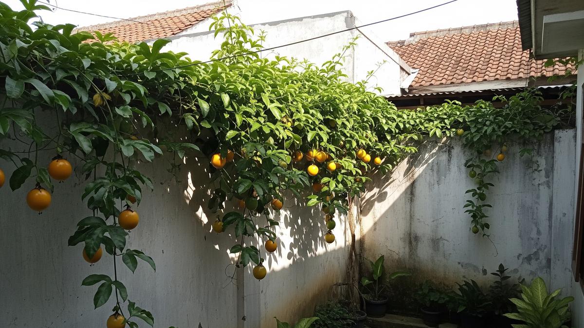 9 Inspirasi Kebun Rambat Markisa untuk Tembok Plesteran, Solusi Hijau Estetis