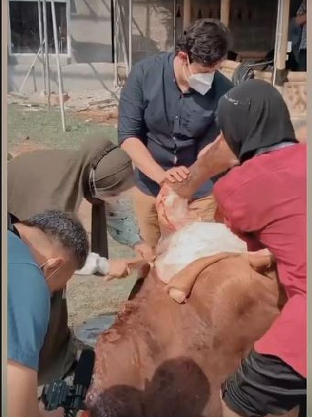 6 Momen Ria Ricis Rayakan Idul Adha, Terjun Langsung Menguliti Sapi Kurbannya