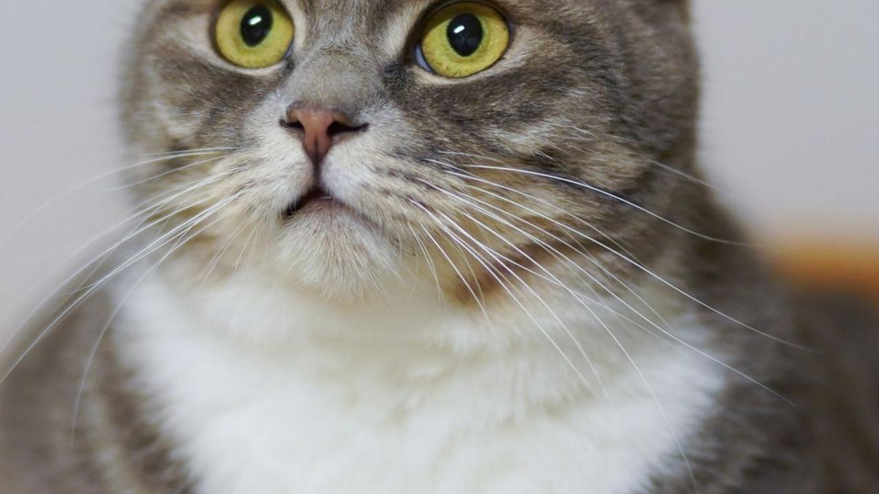 Nama Kucing Bahasa Jepang Betina<br>