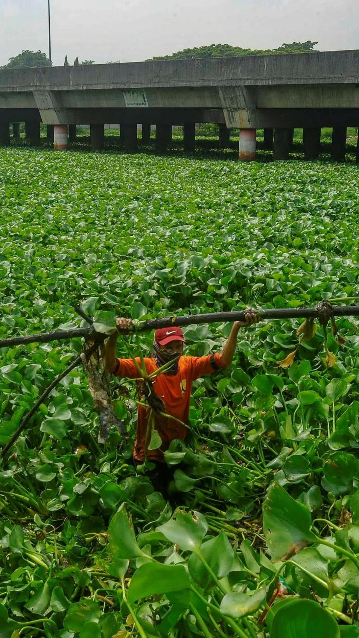 Petugas menemukan batang pohon saat melakukan pembersihan eceng gondok.
