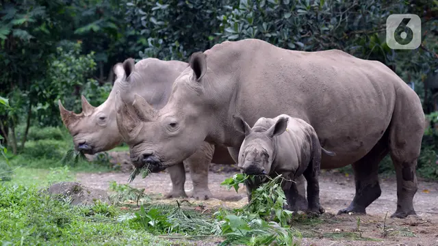 FOTO: Melihat Bayi Badak Putih yang Lahir di Taman Safari Indonesia