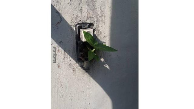 6 Potret Tanaman Tumbuh di Tempat Tak Biasa Ini Nyeleneh Banget