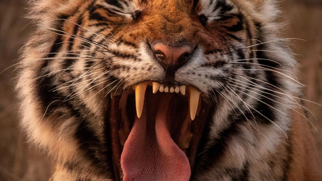 18. Harimau