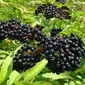 Elderberry. (Wikipedia/Creative Commons)