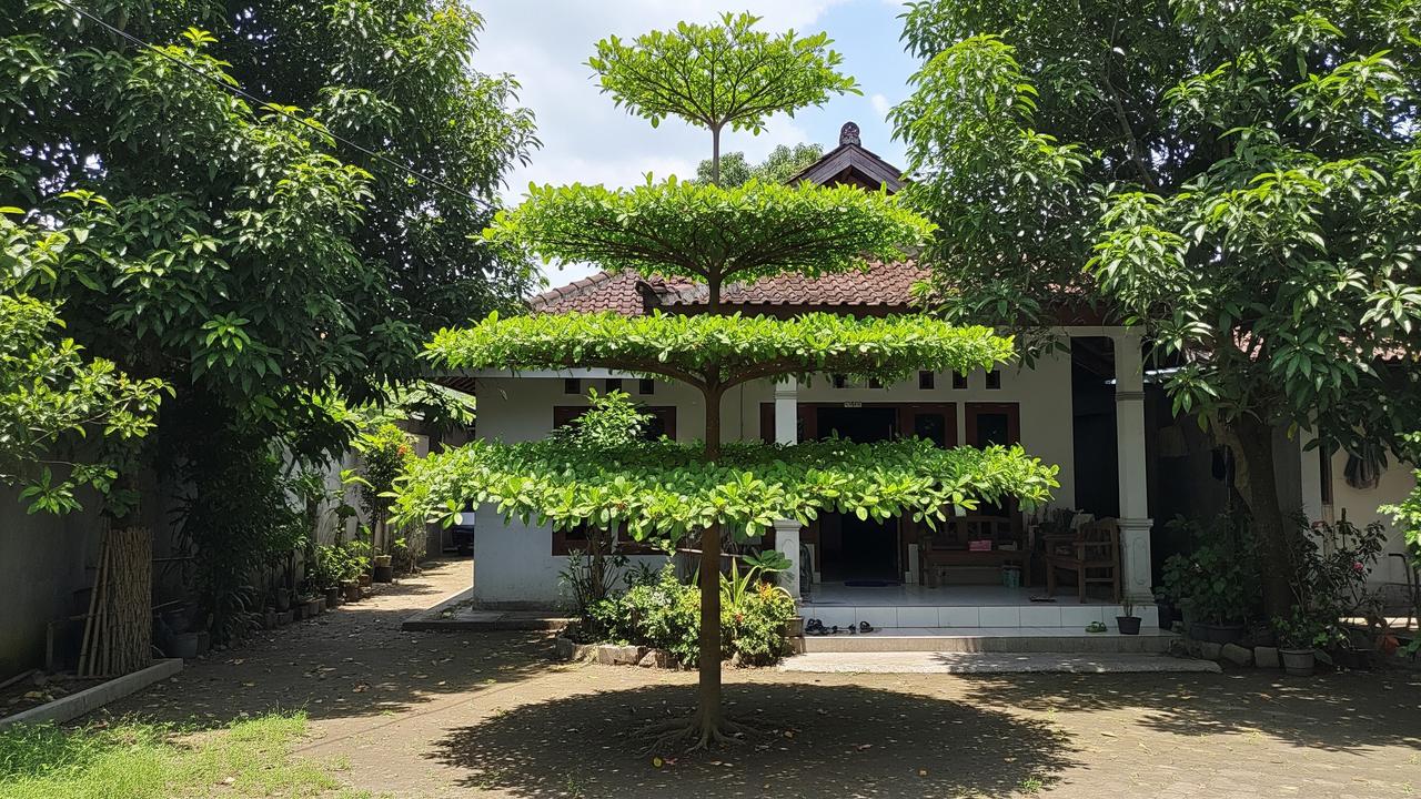10 Pohon yang Akarnya Tidak Merusak Paving, Cocok Ditanam di Halaman Rumah