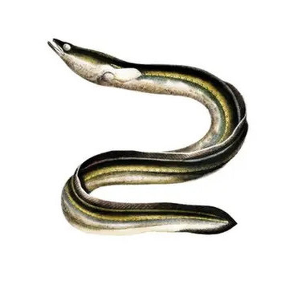 Dianggap Hewan Keramat, Ini Kandungan Nutrisi Ikan Sidat yang Baik untuk Kesehatan