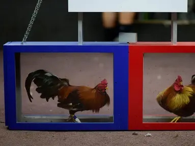 Dua ekor ayam terlihat di klub sabung ayam Campanillas, Toa Baja, Puerto Rico, Rabu (18/12/2019). Negara persemakmuran Amerika Serikat ini memiliki 71 klub sabung ayam di 45 kota yang mendapat izin Departemen Olahraga dan Rekreasi. (AP Photo/Carlos Giusti)