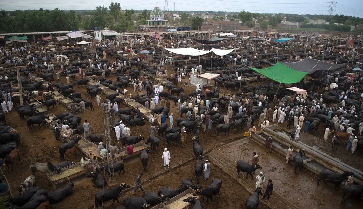 Orang-orang berkerumun di pasar ternak menjelang Hari Raya Idul Adha di Peshawar, Pakistan (13/7/2021). Jelang Idul Adha, Pasar ternak di Peshawar, Pakistan mulai sibuk menjual hewan kurban. (AFP/Abdul Majeed)