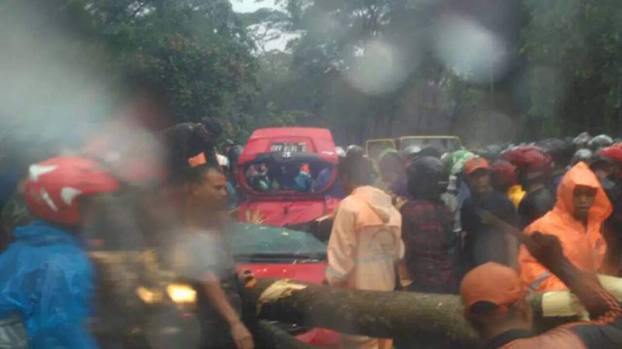 Pohon tumbang di jalan akses UI (Liputan6.com/Istimewa)