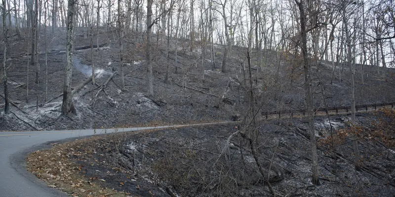 Kebakaran Hanguskan Hutan di North Carolina