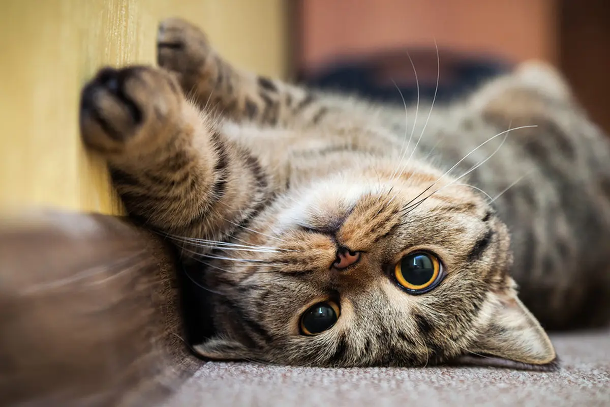 Ilustrasi Kucing