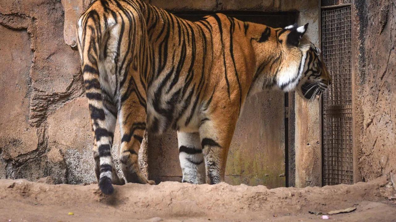 FOTO: Kebun Binatang Bandung Disorot Usai Kematian Dua Anak Harimau Bengal
