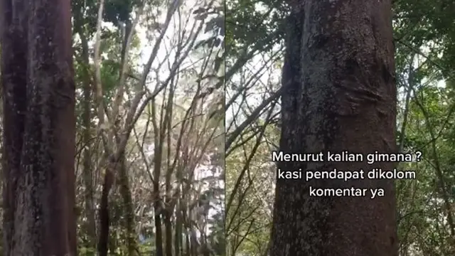 Viral Pohon Bergambar Muka, Disebut saat Malam Jadi Tempat Kuyang
