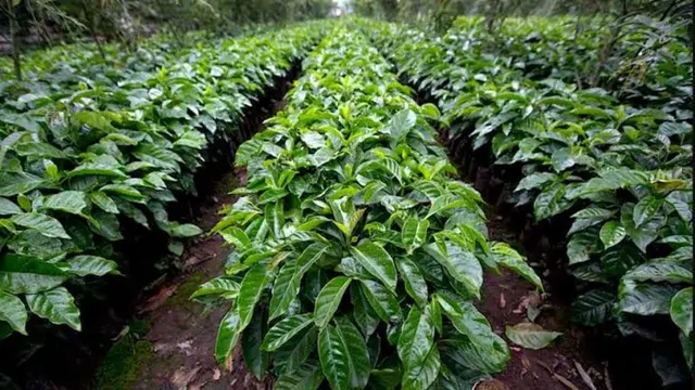 Ribuan Petani Kopi di Lampung Minta Bantuan Presiden untuk Hilangkan SSG Philippine