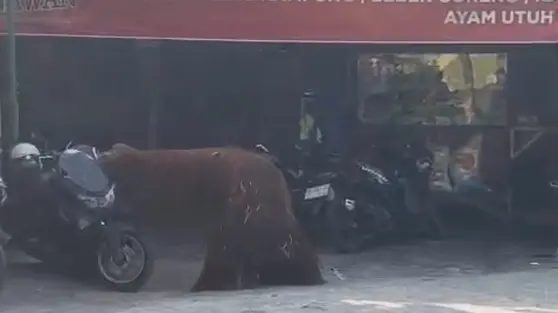 Orang Utan Solo Safari Kabur Masuk Warung Ayam Goreng, Pengelola Buka Suara
