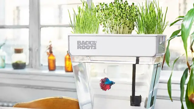 Self-Cleaning Fish Tank