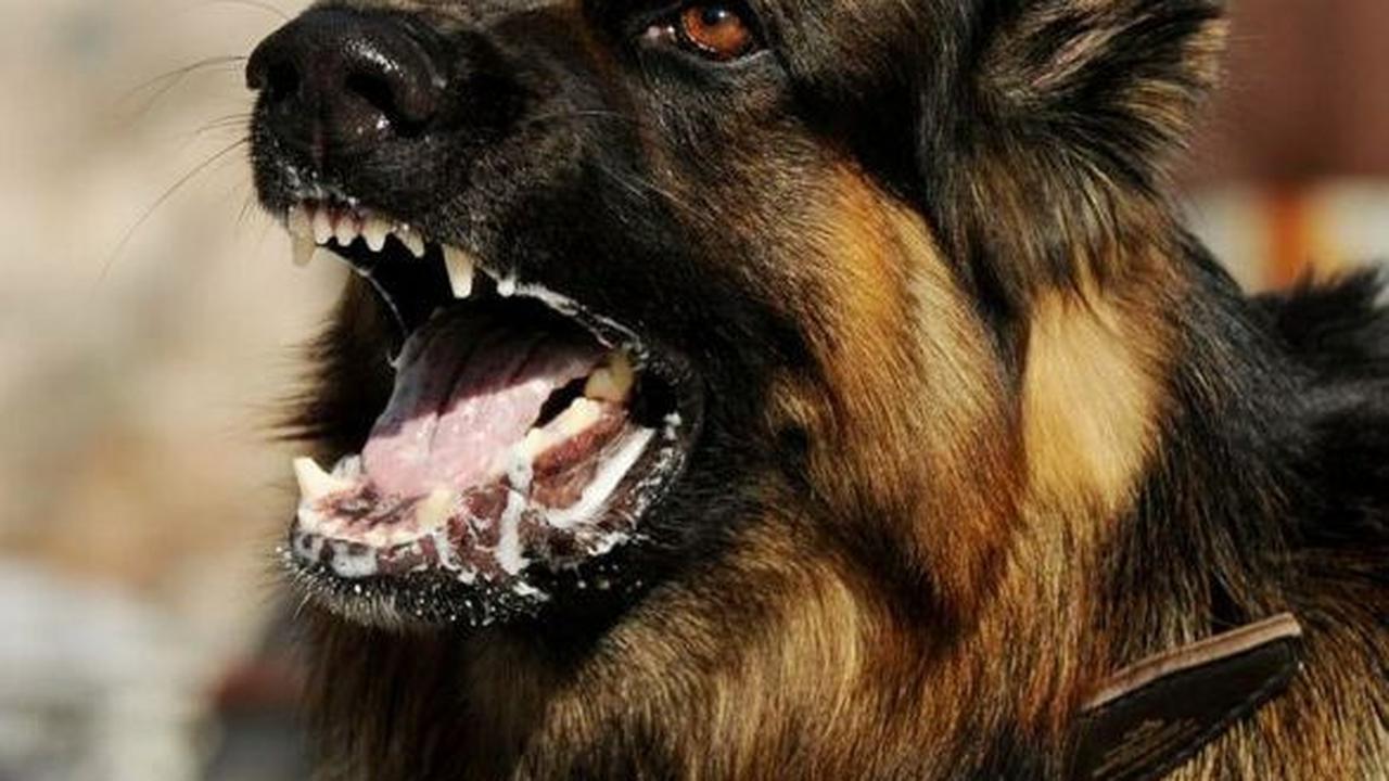Beberapa waktu lalu, warganet dihebohkan oleh meninggalnya seorang balita perempuan yang diduga terinfeksi rabies, setelah dirinya tergigit anjing peliharaanya.