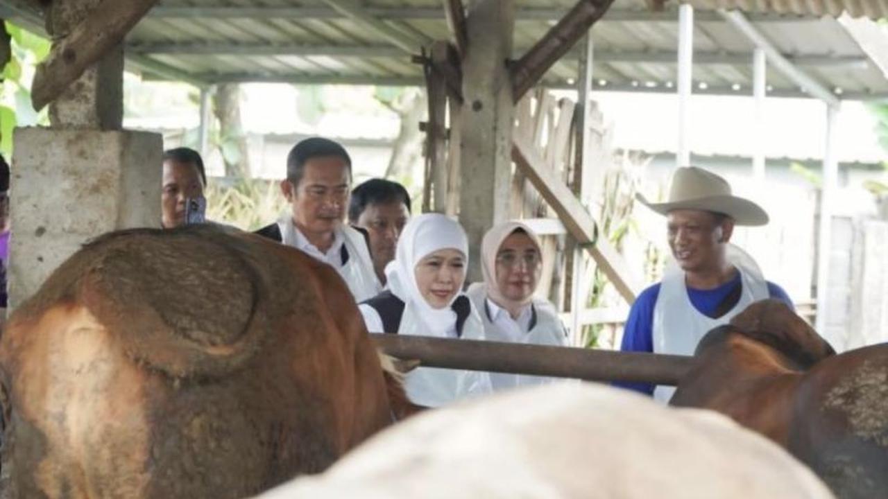 Surplus Besar! Stok Sapi Kurban Lamongan Aman Jelang Idul Adha 2026