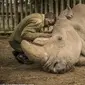 Sudan, Badak Putih jantan teraakhir di dunia akhirnya mati (© natgeo creative)