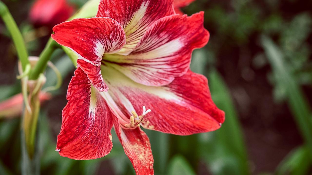 Ilustrasi bunga amaryllis