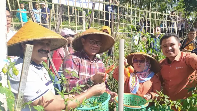 Didamping pemilik Eptilu Rizal, beberapa perwakilan pejabat Kementan RI tengah memetik buah tomat di tengah di sela-sela pelatihan Pusat Pelatihan Pertanian Pedesaan Swadaya (P4S)