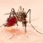 Epidemiolog Khawatir Tren Kenaikan DBD 2024 Didominasi Dengue Virus Serotype 2
