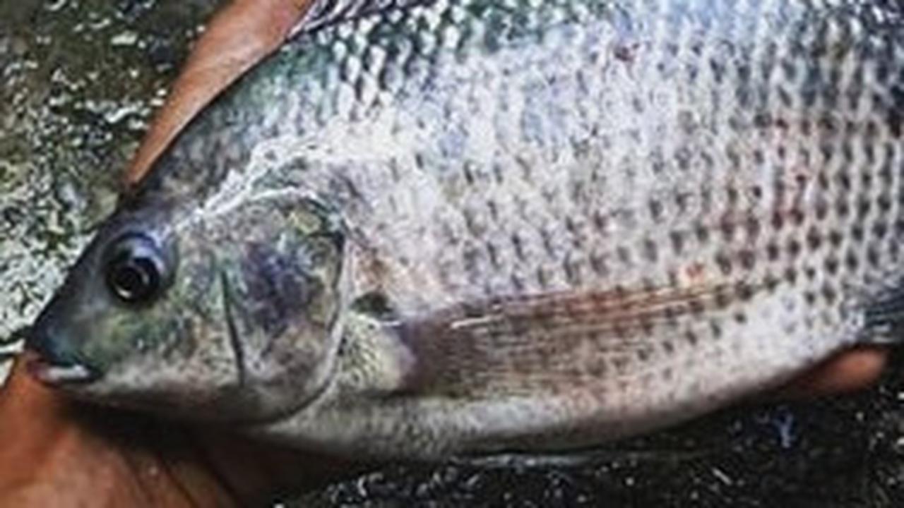 Apakah Ikan Patin Mengandung Kolesterol? Ketahui Fakta Nutrisi dan Manfaat Kesehatannya
