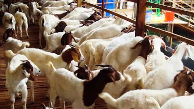 [Bintang] Ikuti 5 Tips Sebelum Membeli Hewan Qurban untuk Idul Adha 2015