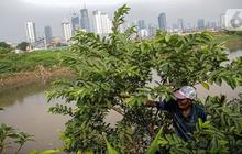 Daun Jambu Biji Ternyata Punya Manfaat Luar Biasa buat Kesehatan, Ampuh Turunkan Kolesterol dan Gula Darah