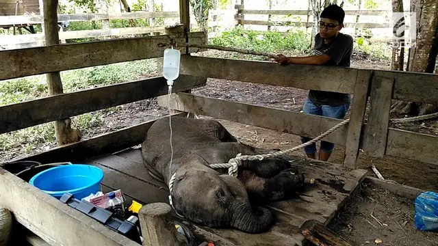 Seekor bayi gajah betina berumur satu tahun ditemukan warga desa Pucok, Pidie, Aceh. Dalam kondisi terluka parah pada bagian kakinya.