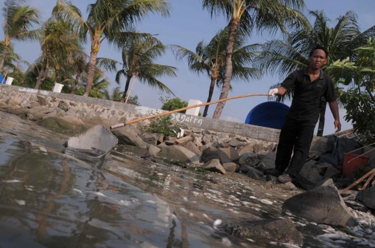 Jutaan ekor ikan berbagai jenis mati misterius di Pantai Ancol