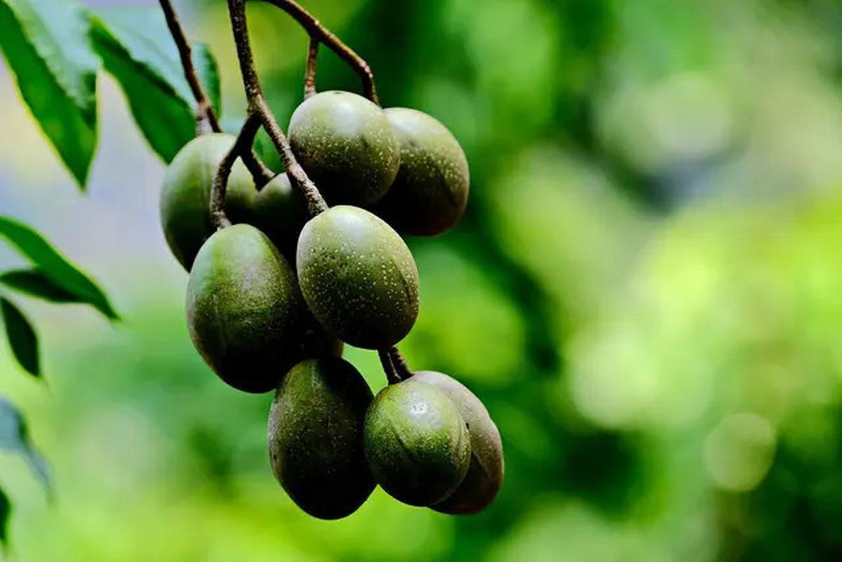 10 Buah-buahan Berpohon Pendek yang Tahan Panas, Cocok untuk Teras Terbuka