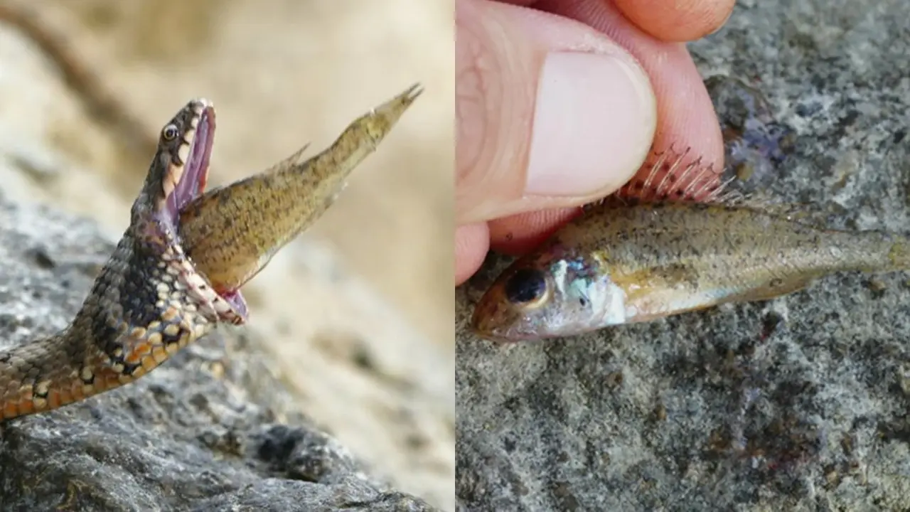 Ular Tersedak Ikan Berduri