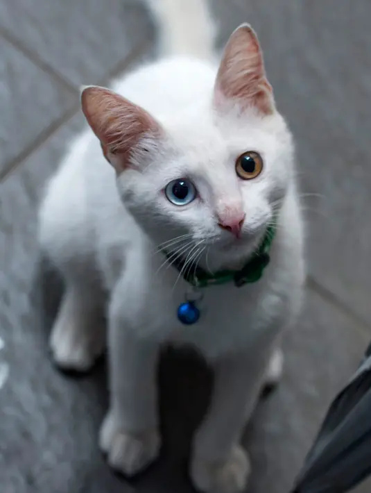 Seeekor kucing dengan odd eye terlihat duduk di lantai di Jakarta, 22 Juli 2018. Hari Kucing Internasional diperingati untuk merayakan hubungan pertemanan bersama kucing juga meningkatkan kesadaran akan larangan eksploitasi pada binatang. (AFP/BAY ISMOYO)