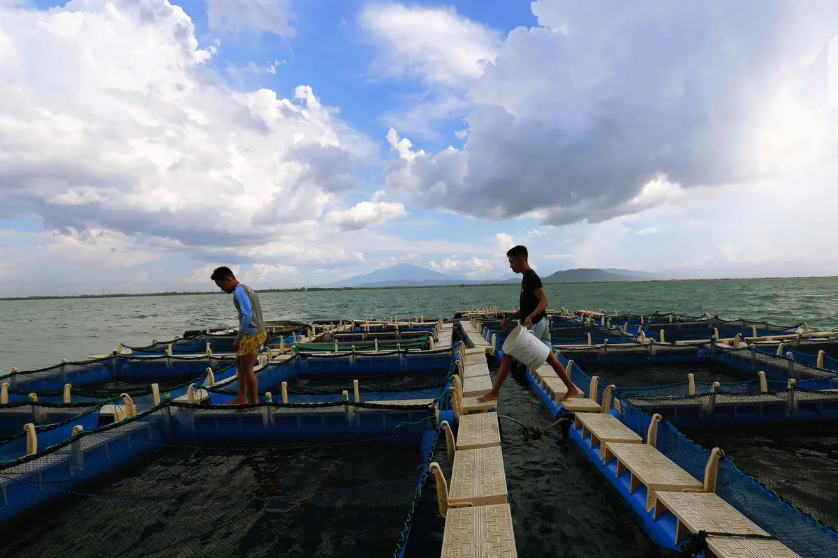 KKP Kejar Target Produksi 18,77 Juta Ton Ikan Budi Daya
