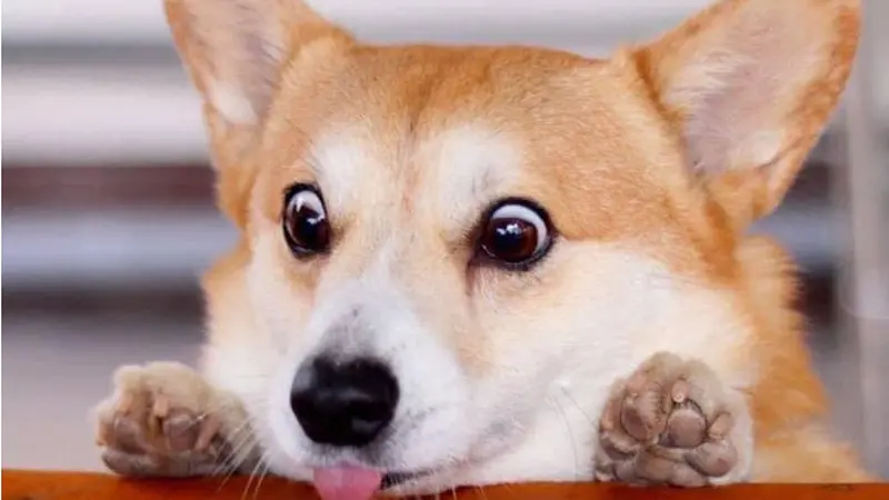 Perkenalkan Gen, Anjing Corgi Lucu Paling Ekspresif dari Jepang