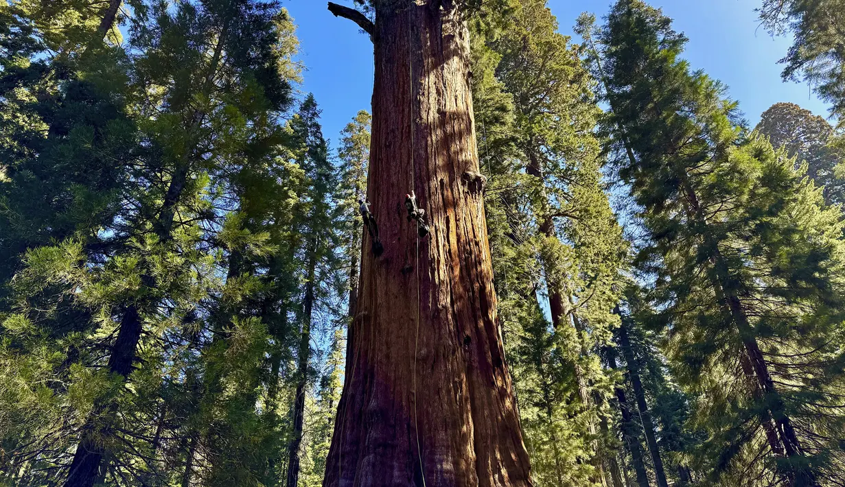 Para peneliti memanjat General Sherman, pohon sequoia raksasa, di Taman Nasional Sequoia, California, Amerika Serikat, pada 21 Mei 2024. (AP Photo/Terry Chea)