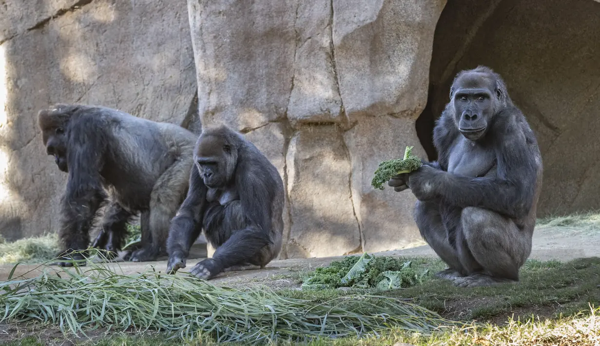 Aktivitas gorila di Taman Safari Kebun Binatang San Diego, California, Amerika Serikat (10/1/2021). Dua ekor gorila yang dilaporkan positif terinfeksi Covid-19 diyakini sebagai kasus pertama penularan virus terhadap kera yang diketahui. (Ken Bohn/San Diego Zoo Safari Park via AP)