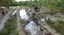 Seorang anak bekerja di ladang ganja pinggiran Kandahar, Afghanistan, 28 Oktober 2021. Taliban bersumpah akan menindak perdagangan obat-obatan terlarang yang sebagian besar memicu pemberontakan mereka yang berhasil. (BULENT KILIC/AFP)