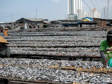 Pekerja menjemur ikan saat proses pengasinan di kawasan Muara Angke, Jakarta, Senin (26/11). Nelayan mengaku produksi ikan asin di muara angke mengalami penurunan, disebabkan terhambatnya proses pengeringan di musim hujan. (Liputan6.com/Faizal Fanani)