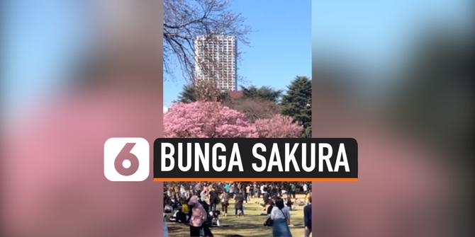 VIDEO: Kerumunan Warga Lihat Sakura di Tengah Pandemi Corona