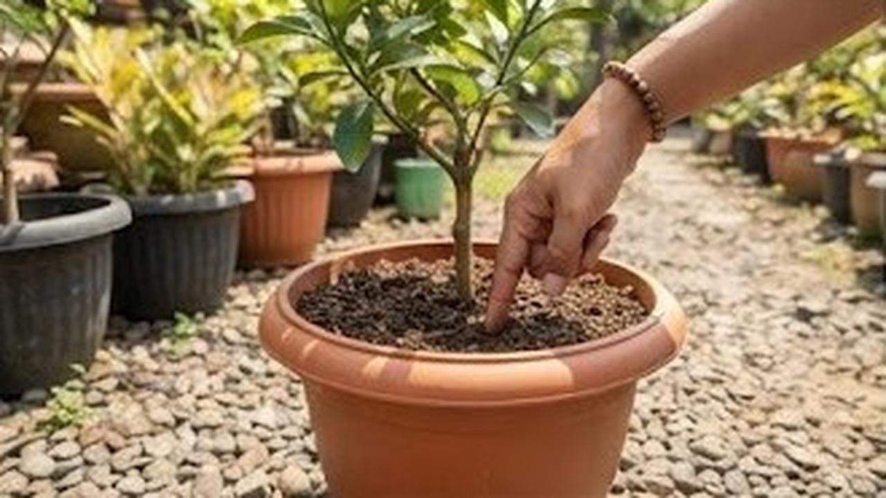Cara Merawat Tabulampot saat Kemarau