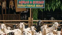 13 Ide Usaha Kambing Aqiqah, Peluang Bisnis Menguntungkan