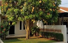8 Cara Mendapatkan Buah Mangga Besar dan Manis dengan Mengatur Nutrisi Sejak Awal Tanam