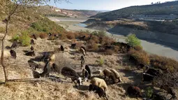 Kawanan kambing berjalan di sekitar bendungan Doueisat (Duwaysat) yang hampir kering di luar kota al-Diriyah di provinsi Idlib, Suriah pada 9 November 2021. Beberapa bagian yang dangkal di sekitarnya kawanan kecil domba merumput di tunas baru dan mencari air yang masih tersisa. (Abdulaziz KETAZ/AFP)