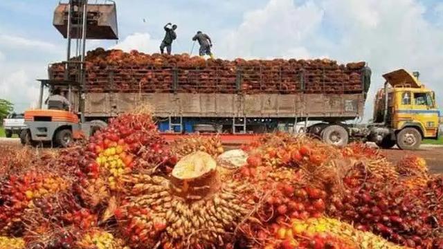Pengusaha Gapki Sulawesi didorong mengantongi sertifikat ISPO.(foto: Gapki)