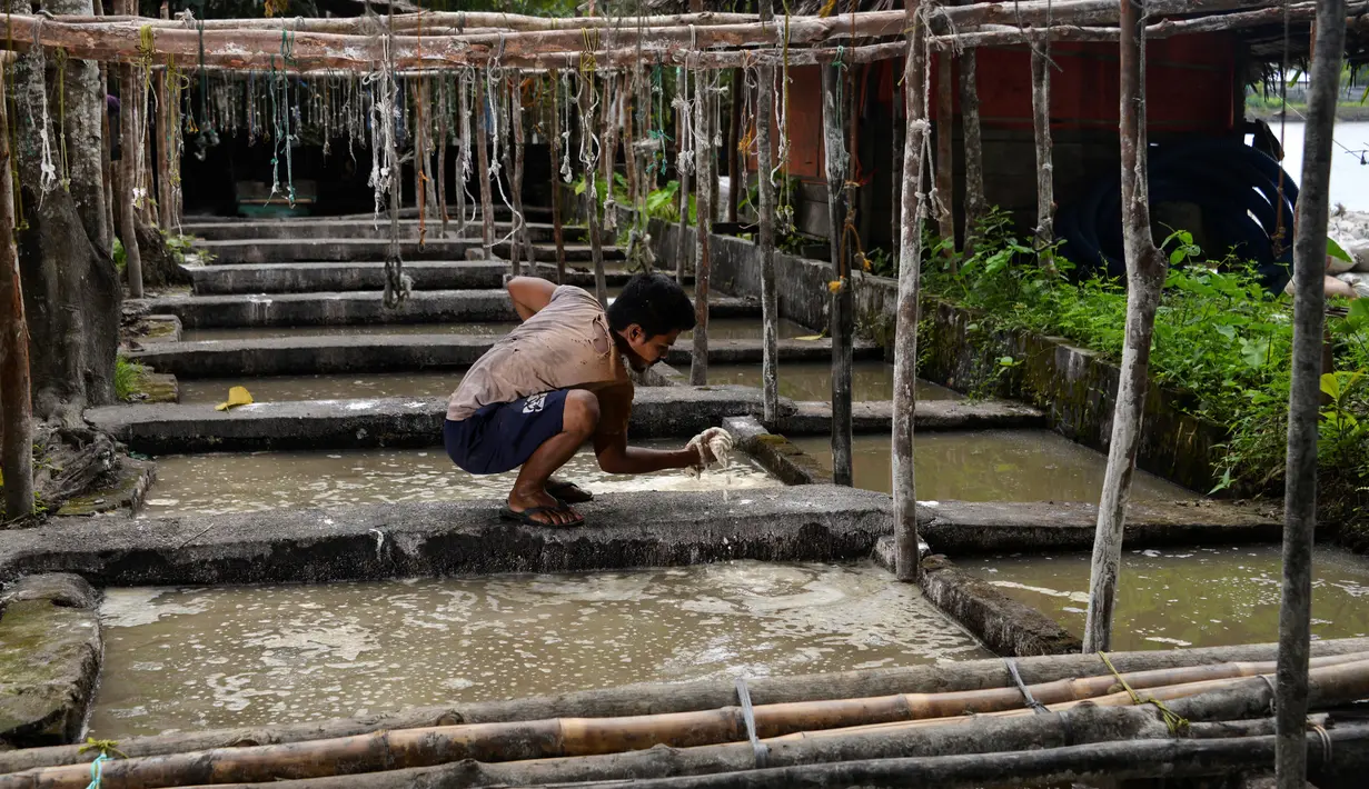 Gambar pada 9 Februari 2020 menunjukkan pekerja memeriksa endapan tepung sagu saat proses pengolahan di sebuah desa di Meulaboh, provinsi Aceh. Tepung sagu adalah jenis tepung yang berasal dari pohon rumbia atau pohon aren, dan pohon jenis ini banyak ditemukan bagian timur.  (CHAIDEER MAHYUDDIN/AFP)