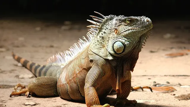 Ilustrasi iguana