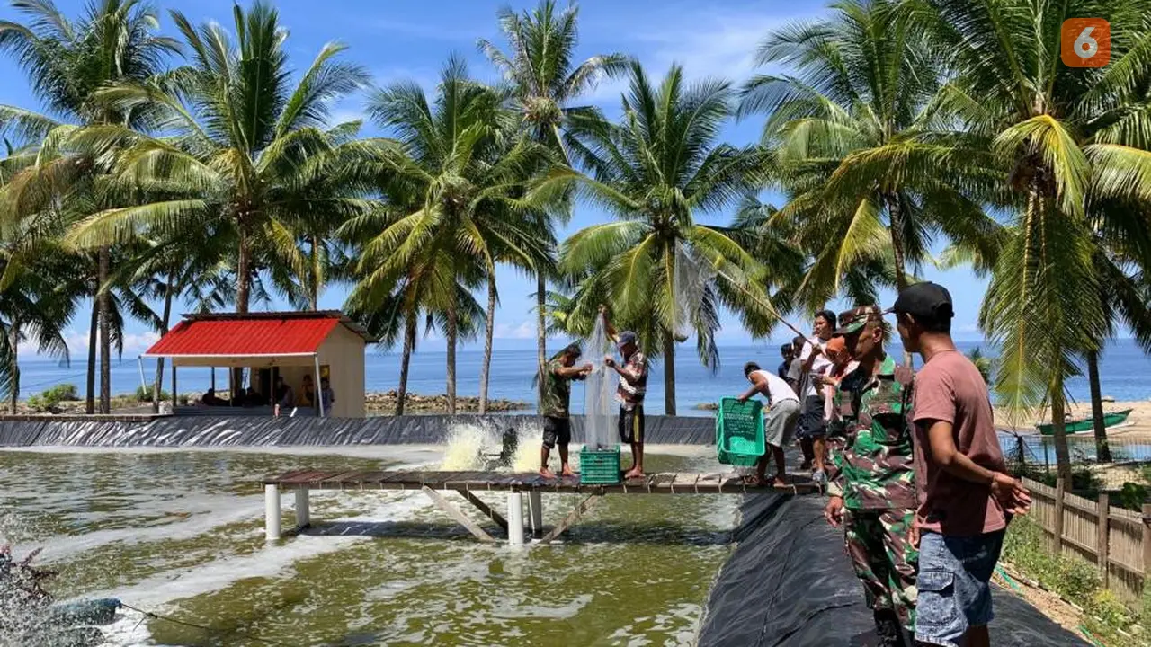 Bududaya Udang Vaname